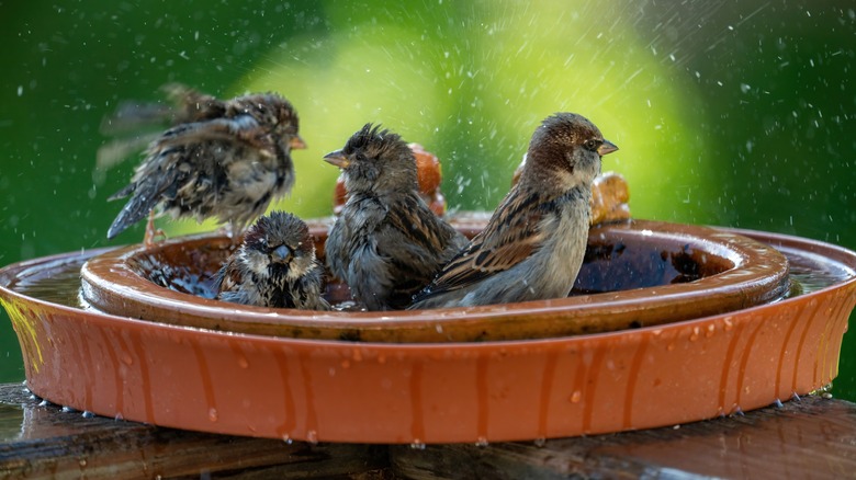 Four brown birds sit in a bath. 