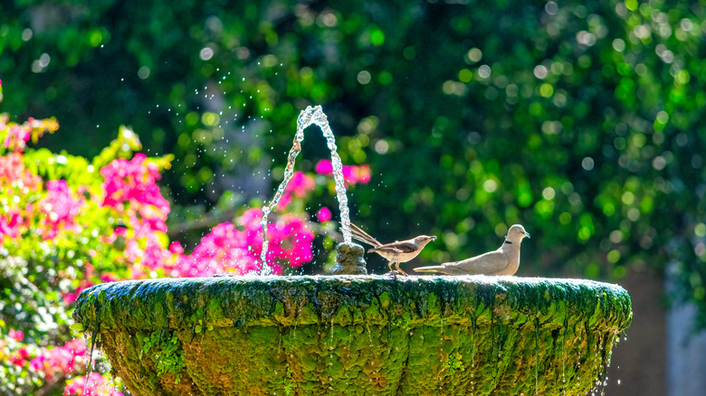 Two birds are in a bird bath. 