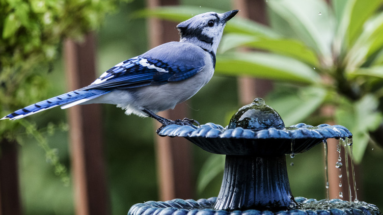 A bird is in a birdbath. 