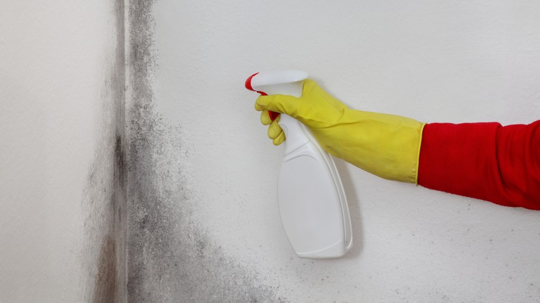 Spraying mold with gloves on