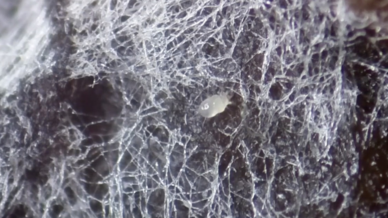 close-up translucent mold mite