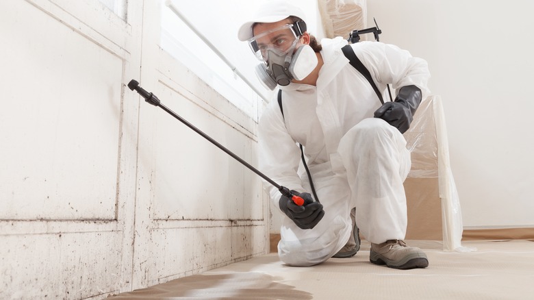 Professional mold remediation service