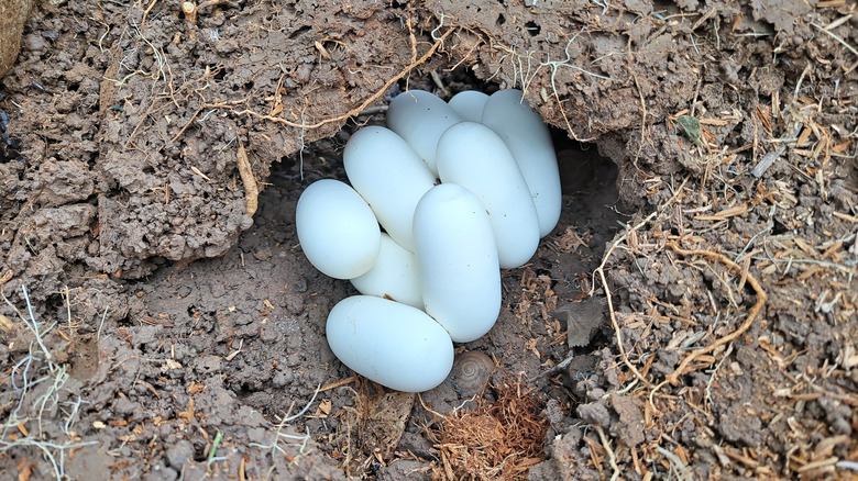 Snake eggs in hole