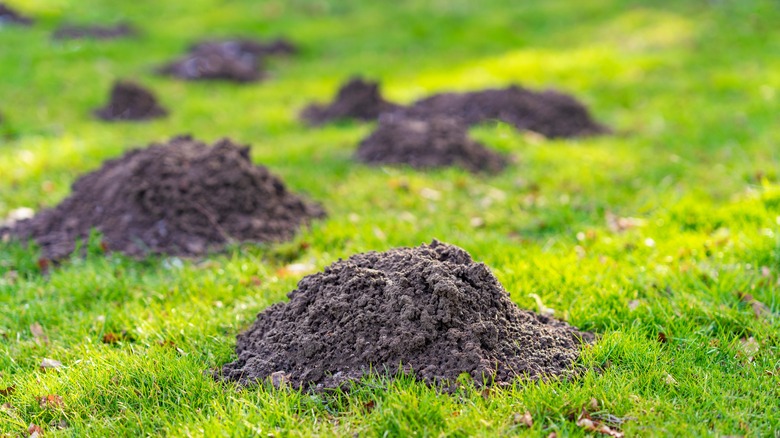 Mole hole mounds in grass