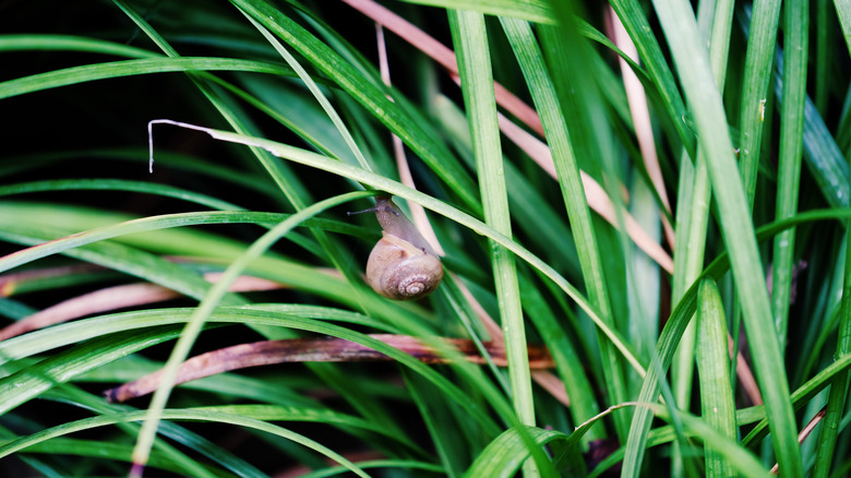 snail on monkey grass