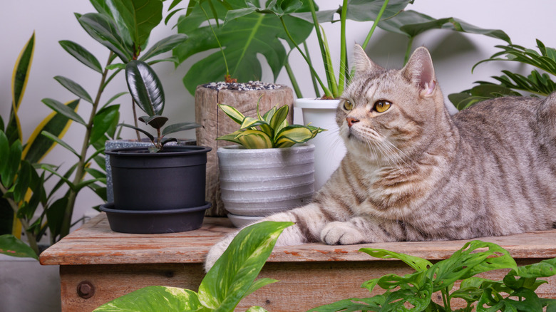 Cat with house plants