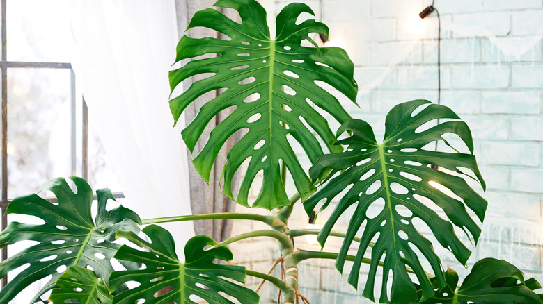 Split leaf philodendron