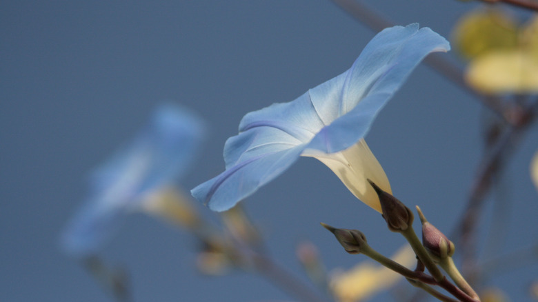 Blue profile of moonflower