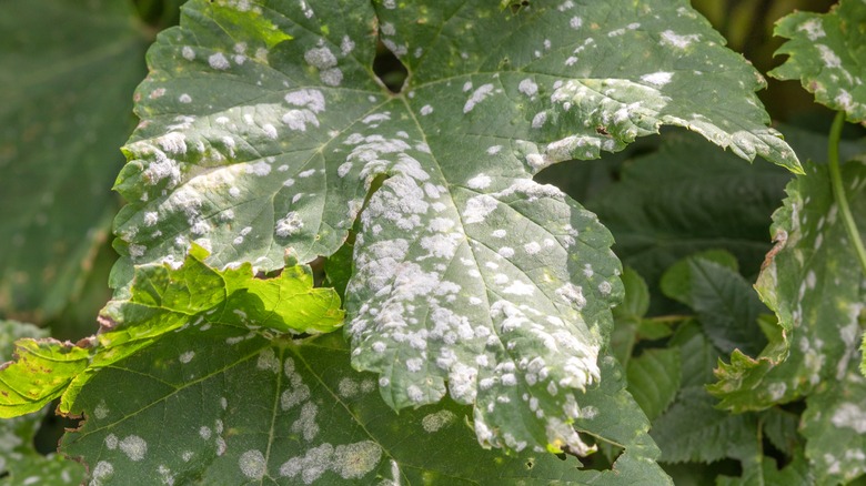 white rust on green leaves
