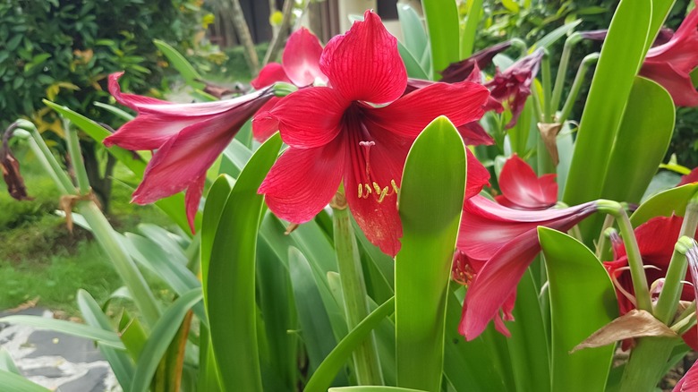 pink Amaryllis