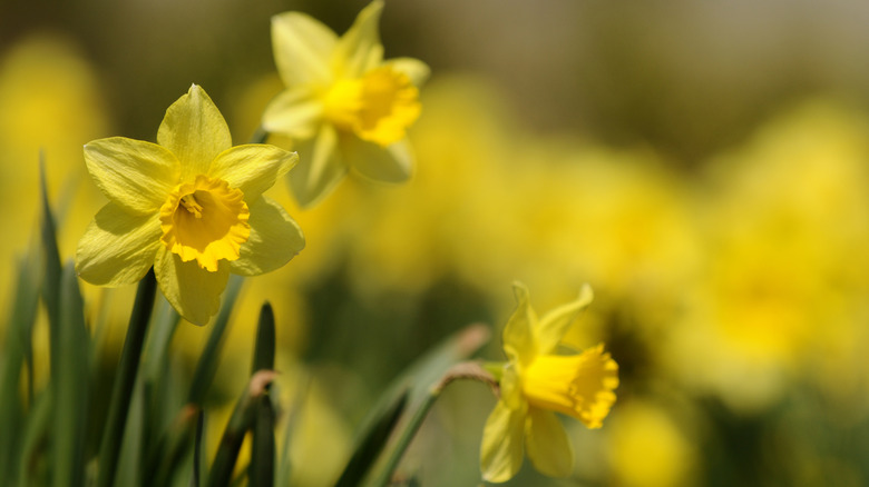 yellow blooming daffodils