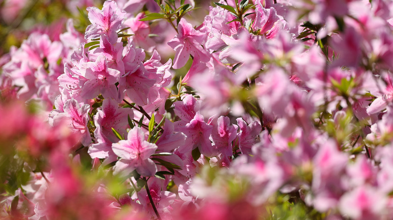 pink azaleas 