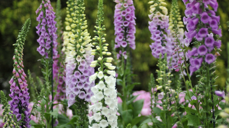 colorful foxgloves