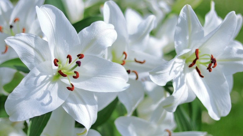 white easter lilies 