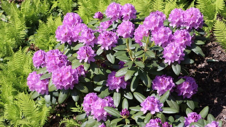 Rhododendrons bush