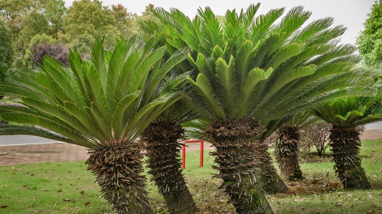 large sago palms