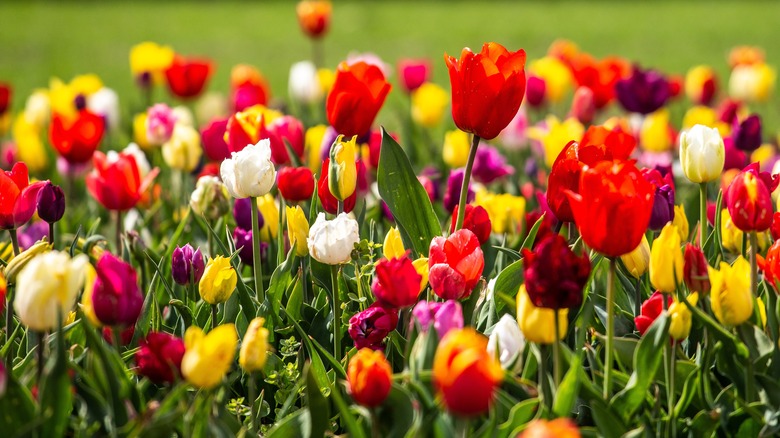 field of tulips