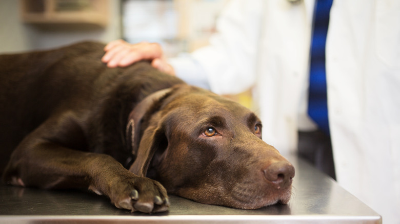 chocolate lab lying down