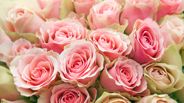 pink roses bouquet