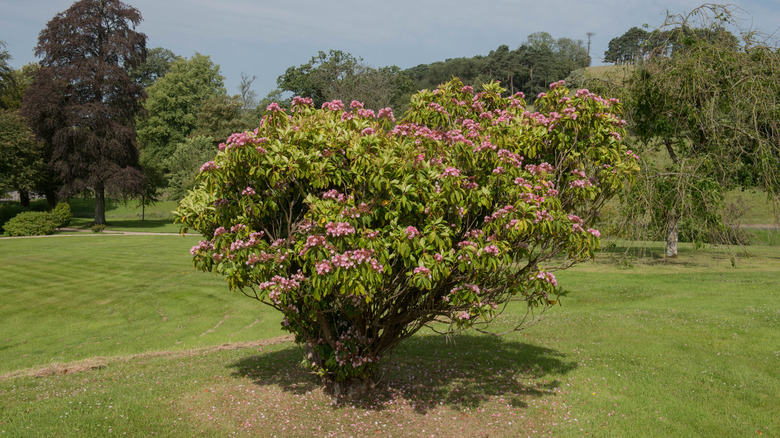 Mountain laurel shrub growing on lawn