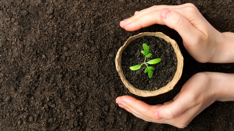 Hands cupping seedling in pot