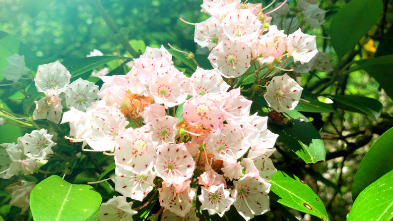 Mountain laurel blooming