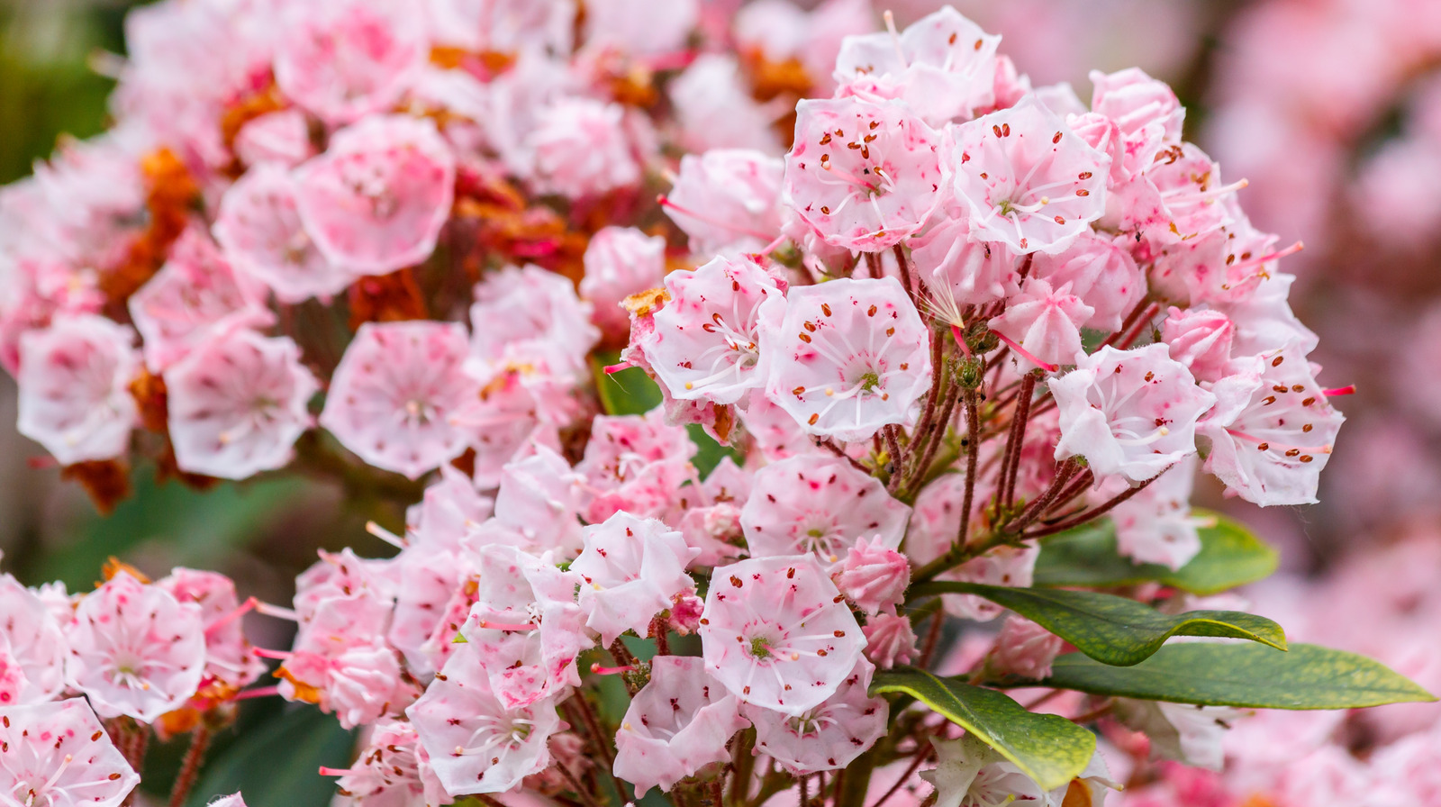 Pennsylvania Mountain Laurel Latin Name