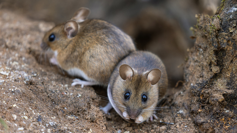 Two field mice