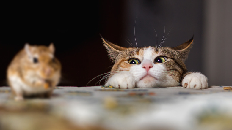 Cat watching a mouse