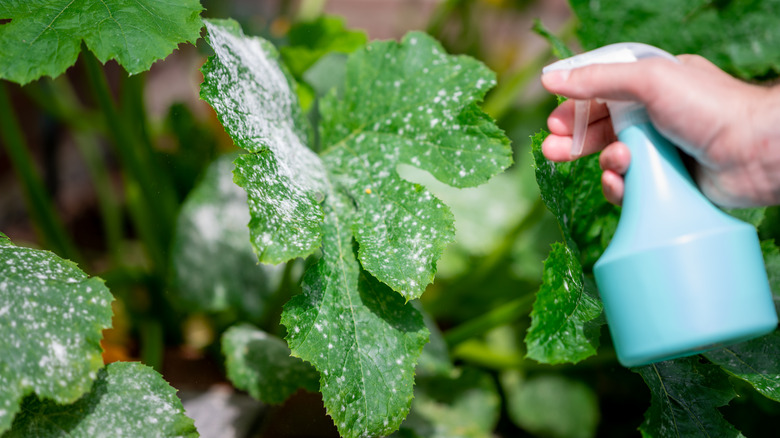 Spraying mouthwash on plant mildew