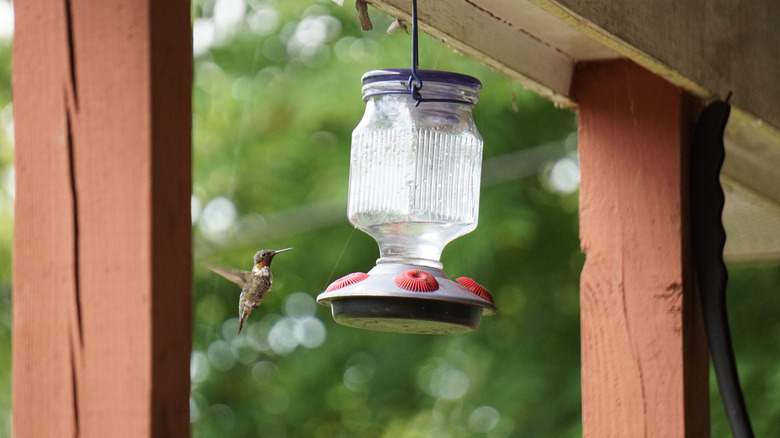 A green hummingbird hovers next to a hanging feeder