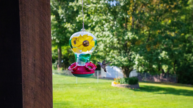 A hummingbird approaching a feeder in a garden during a sunny day