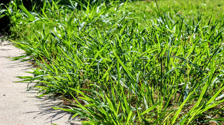 Crabgrass growing in lawn