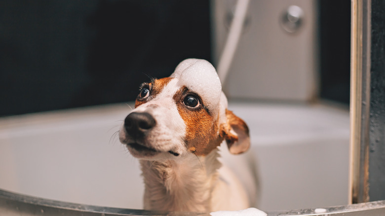 A Jack Russell having a shower 