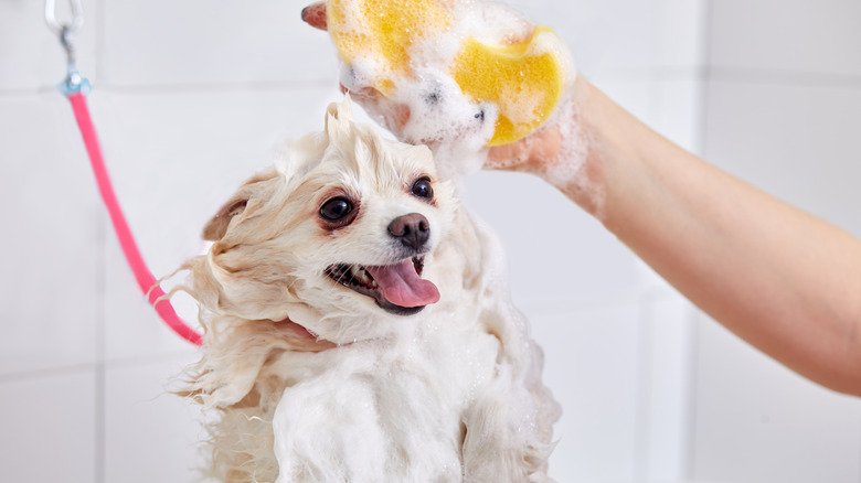 A harnessed dog in the shower 