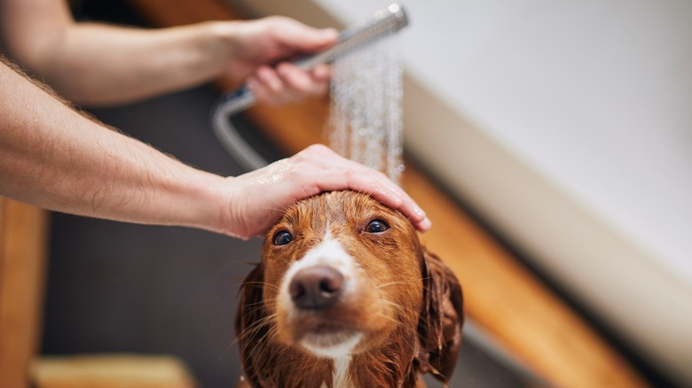 A dog having its head showered 