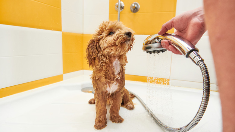 A dog being showered 