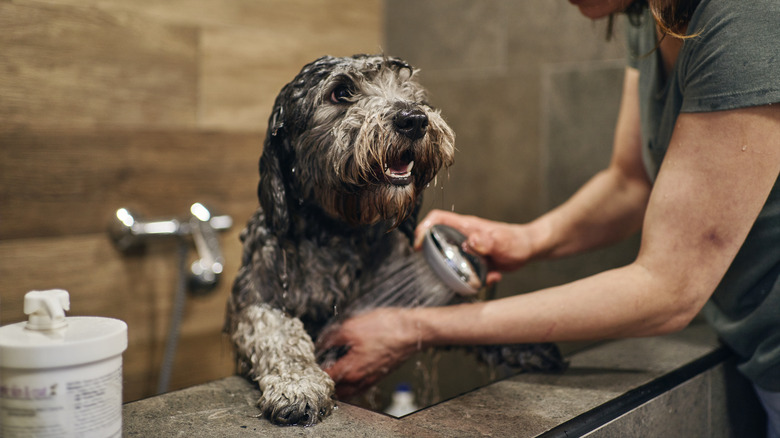 A labrapoodle having a shower 