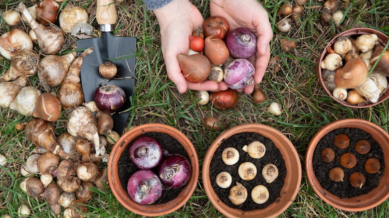 Various garden bulbs on ground