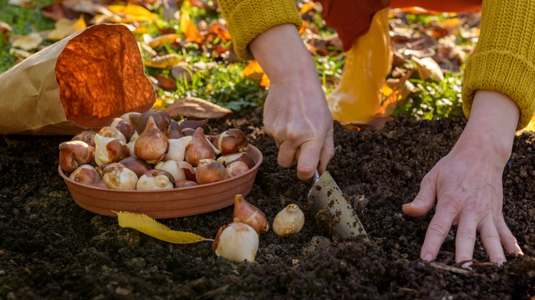 Hands planting garden bulbs