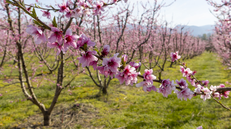 blossoming peach tree