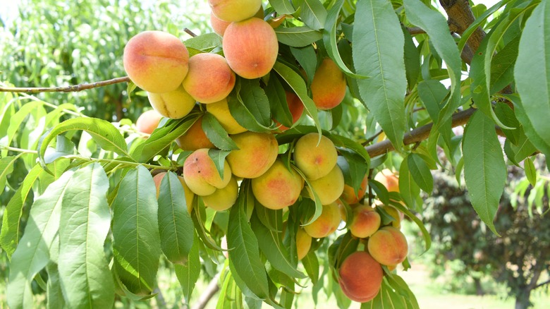 Must-Know Tips For Growing Flourishing Peach Trees From A Humble Seed