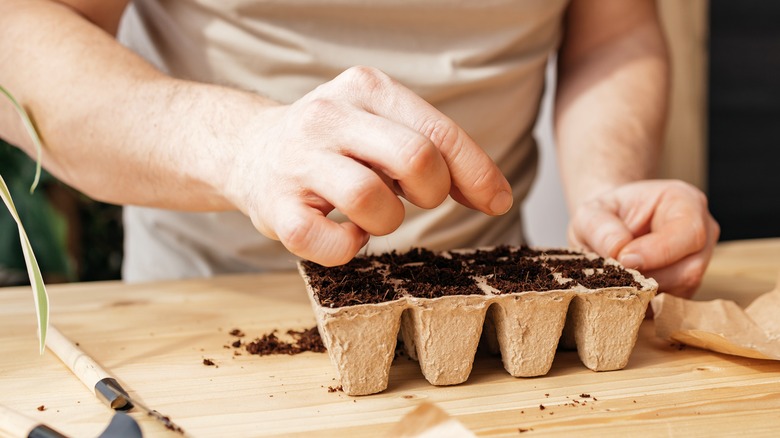 Person planting seeds 