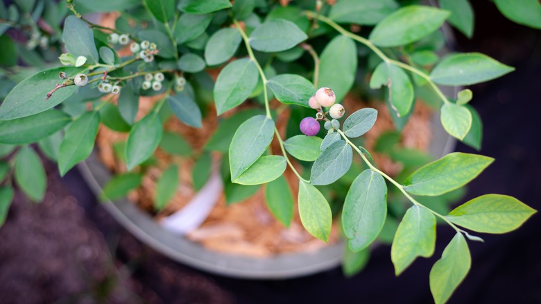 Ripe blueberry on a bush 