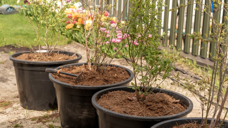 Growing blueberry bushes in containers