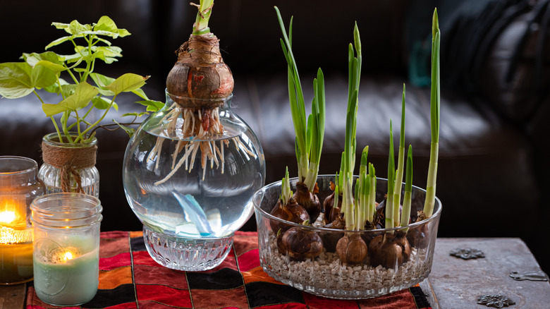 Paperwhite bulbs growing in a glass containers beside candles