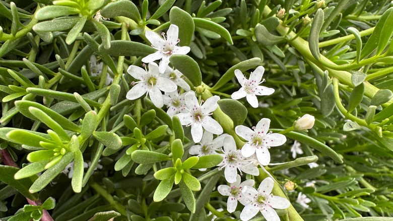 Myoporum parvifolium flowers