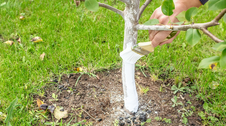 limewash on tree