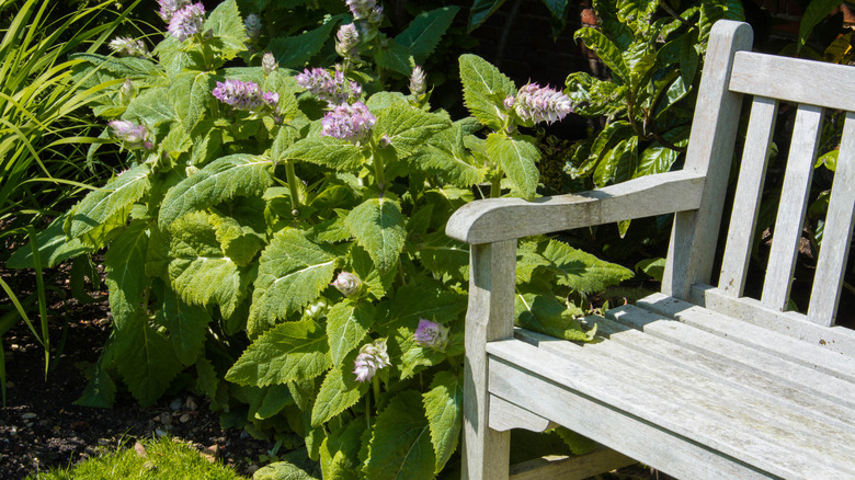 limewash bench in garden 