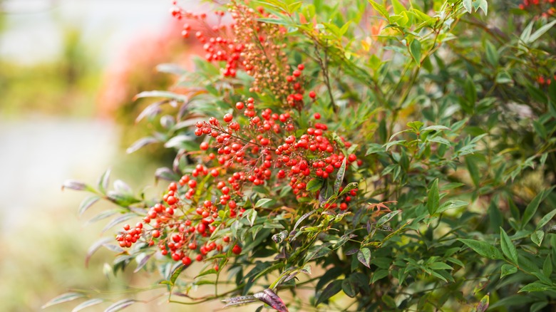 red nandina berries